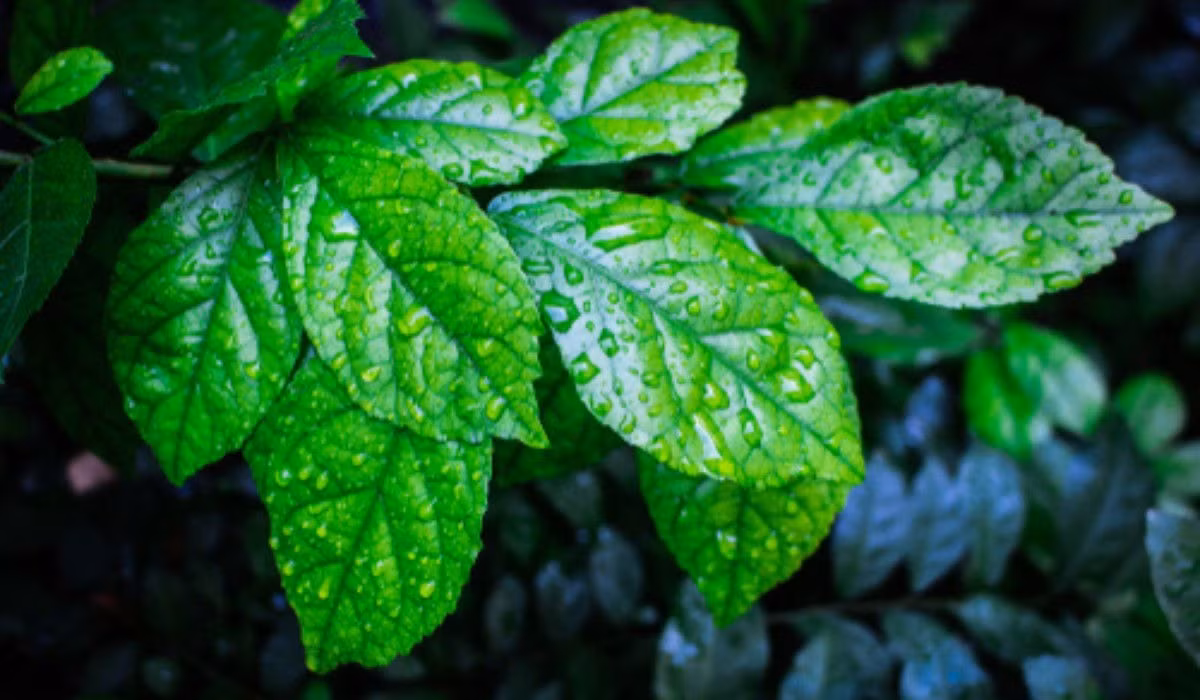  Cây duối còn có tên gọi như cây hoàng anh, cây duối nhám. Tên tiếng Anh của nó là Siamese rough bush, khoi, serut, toothbrush tree, tên khoa học là Streblus asper, thuộc gia đình Dâu tằm (Moraceae).Ảnh minh họa housing