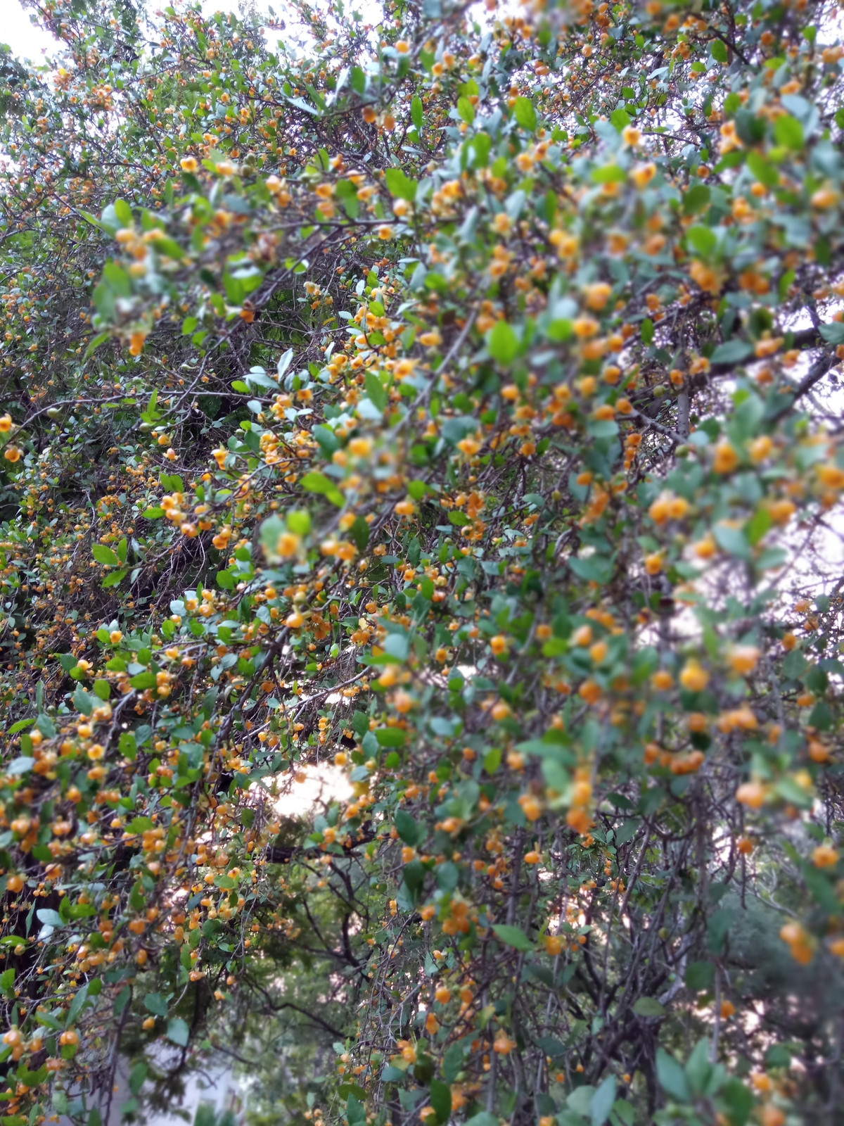 Cây cảnh này có nguồn gốc từ các nước nhiệt đới như Ấn Độ và Sri Lanka, Philippines cũng như Thái Lan và Việt Nam. Cây duối là cây thân gỗ nhỏ, sống lâu năm. Khi trưởng thành, một số loài cây có thể đạt chiều cao 4 – 5m. Thân cây mọc thẳng và chia thành nhiều nhánh nhỏ từ gốc.Ảnh minh họa indiabiodiversity 