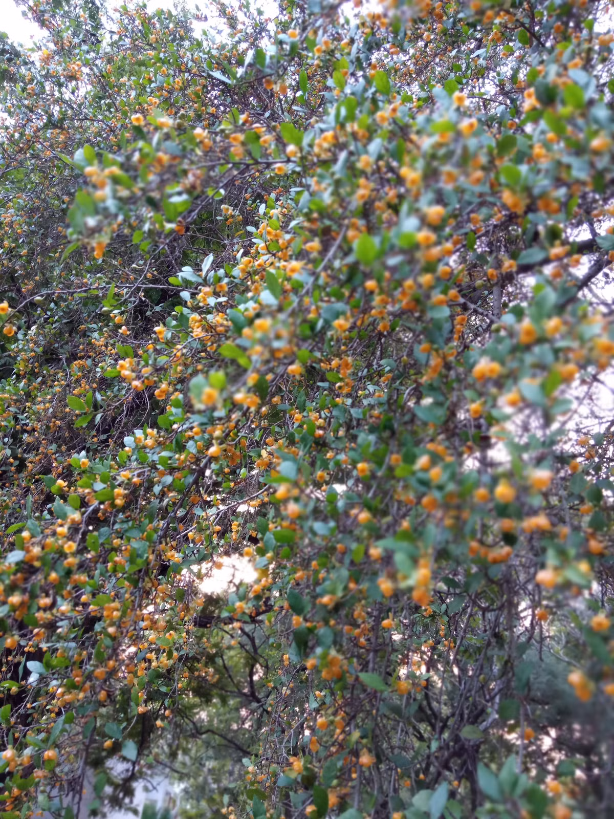 Cây cảnh này có nguồn gốc từ các nước nhiệt đới như Ấn Độ và Sri Lanka, Philippines cũng như Thái Lan và Việt Nam. Cây duối là cây thân gỗ nhỏ, sống lâu năm. Khi trưởng thành, một số loài cây có thể đạt chiều cao 4 – 5m. Thân cây mọc thẳng và chia thành nhiều nhánh nhỏ từ gốc.Ảnh minh họa indiabiodiversity 