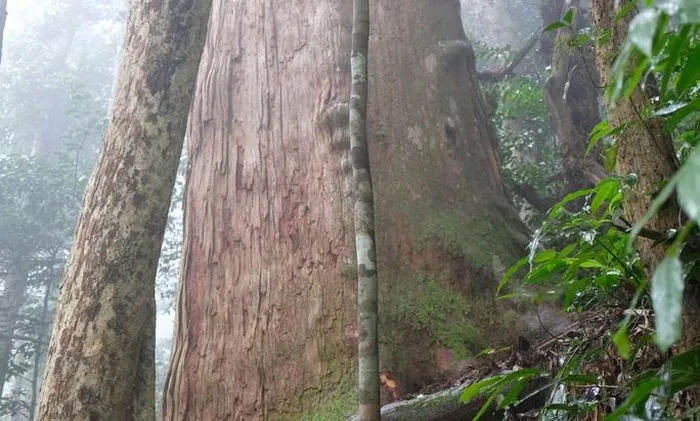 Dân bản hàng trăm năm nay sống dựa vào rừng. Chính những cánh rừng nguyên sinh là nơi khởi nguồn, cung cấp nước cho sinh hoạt và trồng trọt, vì thế chúng tôi luôn nhắc nhở nhau cùng giữ rừng như bảo vệ nguồn sống của mình”.