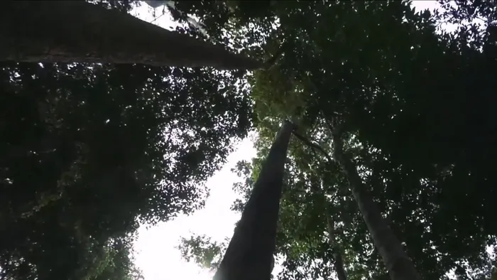 Để đến khu bảo tồn thiên nhiên Xuân Liên, từ bản Vịn, xã Bát Mọt, huyện Thường Xuân, khách cần thêm chừng ba giờ đi bộ đường rừng và phải có cán bộ kiểm lâm, người dân bản địa làm hoa tiêu giúp băng qua nhiều con suối, đèo dốc khúc khuỷu.