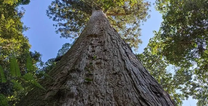 br/> Cũng nhờ bảo vệ được những cánh rừng quý hiếm mà người dân bản Vịn có cơ hội tìm sinh kế mới khi du lịch cộng đồng, du lịch trải nghiệm được quan tâm đầu tư. UBND huyện Thường Xuân đã quy hoạch xây dựng bản Vịn thành điểm du lịch cộng đồng kết hợp du lịch khám phá nhằm khai thác thế mạnh hiện có, hướng tới phát triển du lịch xanh và bền vững.