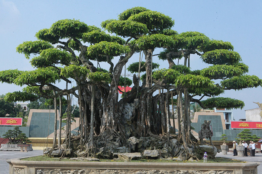 Cây có chiều cao hơn 5m tính từ mặt chậu, tán rộng khoảng 6m, bộ rễ gốc khoảng 4m. Với 9 thân vạm vỡ, chắc khỏe tượng trưng cho 9 con rồng, tác phẩm này hội tụ từ một gốc liền, hình thành 81 bông tán tựa tản vân. Ảnh Hồng Đức 