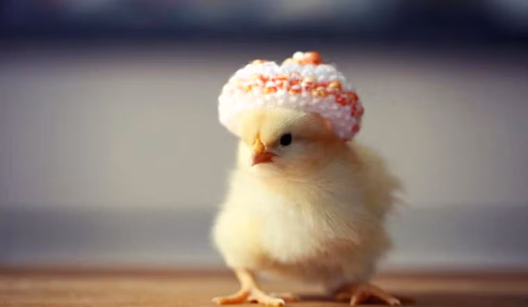 Nhờ đó những vấn đề khó giải quyết trước đây cũng có thể dễ dàng được giải quyết. Những cơ hội phát triển mới cũng sẽ đến với sự nghiệp của họ. Con giáp này cũng dần tích lũy được nguồn tài sản như mong đợi.