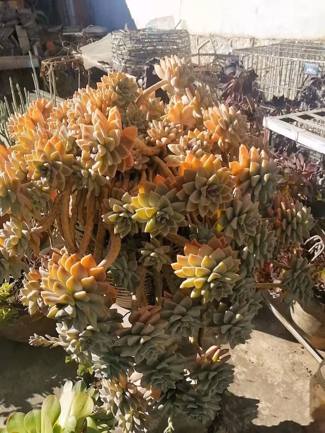  Cây cảnh có thể được trồng ngoài trời, trong chậu hoa đặt trong nhà hoặc ban công đều rất đẹp và dễ sống.