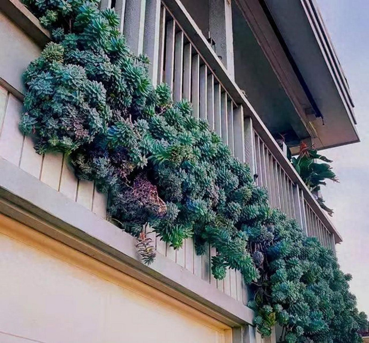 Cây cảnh này có đặc điểm là những chiếc lá dày, màu xanh lam đến xanh bạc phát triển theo hình hoa hồng hấp dẫn. Đúng như tên gọi của chúng, những loài mọng nước này có nguồn gốc từ Mexico và thường được tìm thấy ở môi trường sống bán sa mạc trên khắp đất nước này. 