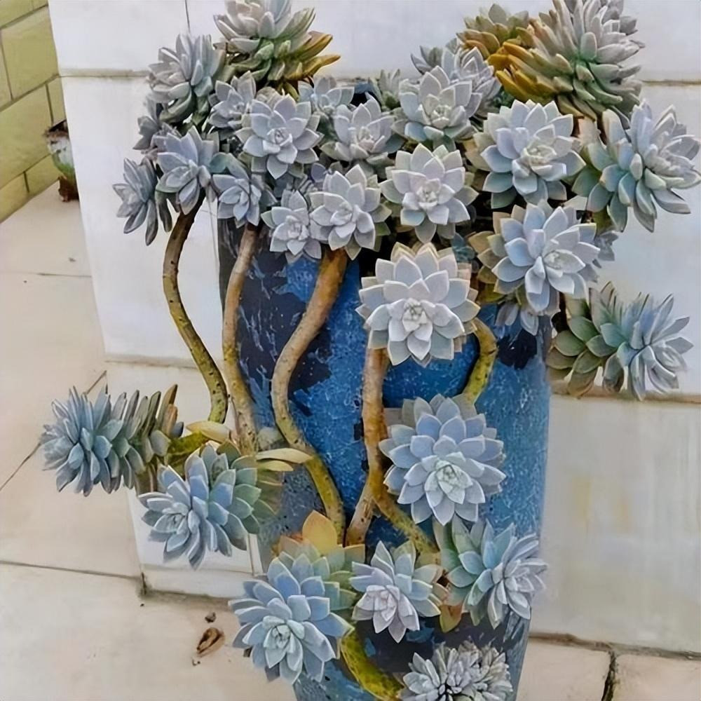 Đặt một chậu sen đá nhỏ xinh trên bàn làm việc hay góc học tập không chỉ có tác dụng trang trí mà còn giúp bạn tập trung và giảm căng thẳng hiệu quả.