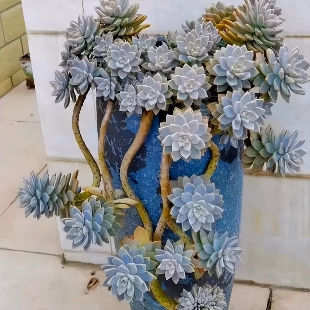 Đặt một chậu sen đá nhỏ xinh trên bàn làm việc hay góc học tập không chỉ có tác dụng trang trí mà còn giúp bạn tập trung và giảm căng thẳng hiệu quả.