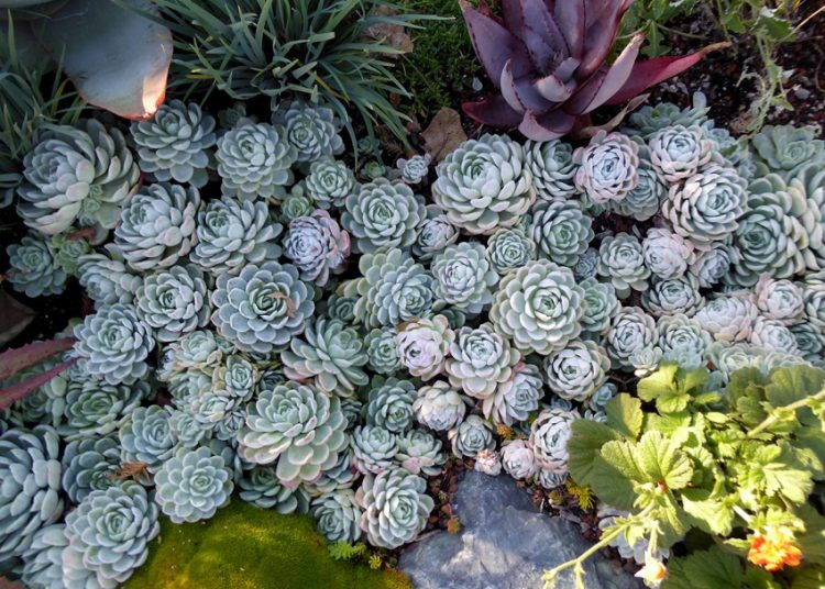  Cây cảnh này có giá trị làm cảnh cực cao, đặc biệt khi phát triển thành các cây lâu năm, càng già càng cho lá đẹp và sinh động. Cây cảnh này phát triển nhanh chóng và dễ dàng phân nhánh thành từng nhóm. Sau khi phát triển thành từng cây lâu năm, nó có thể trở thành một loại cây bụi mọng nước cỡ nhỏ đến trung bình với cành dày, hoặc thậm chí là một đống vách đá “thác nước” truyệt đẹp. Ảnh minh họa thegardenhows 