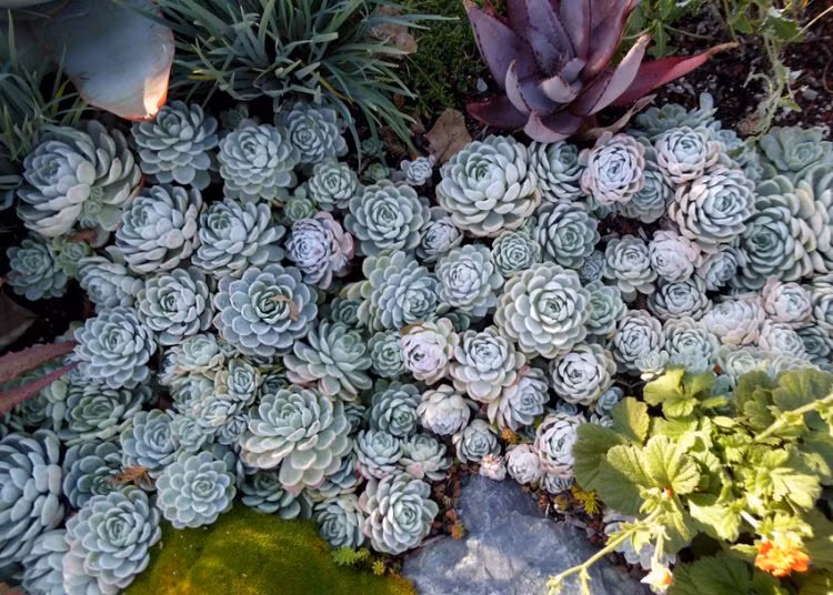  Cây cảnh này có giá trị làm cảnh cực cao, đặc biệt khi phát triển thành các cây lâu năm, càng già càng cho lá đẹp và sinh động. Cây cảnh này phát triển nhanh chóng và dễ dàng phân nhánh thành từng nhóm. Sau khi phát triển thành từng cây lâu năm, nó có thể trở thành một loại cây bụi mọng nước cỡ nhỏ đến trung bình với cành dày, hoặc thậm chí là một đống vách đá “thác nước” truyệt đẹp. Ảnh minh họa thegardenhows 