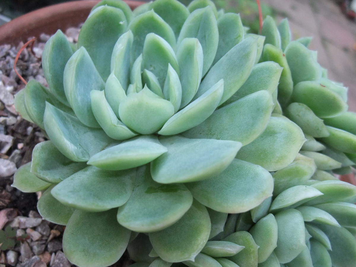 Sen đá còn là món quà có ý nghĩa để gửi tặng bạn bè, người thân. Cây cảnh này tượng trưng cho sự bền lâu, vĩnh cửu, thích hợp để tặng cho người thân thiết với mình. Khi tặng một chậu sen đá là người tặng còn muốn gửi gắm tâm ý cũng như mong ước về sự thân thiết, bất tử trong tình cảm. Ảnh minh họa Toutiao 