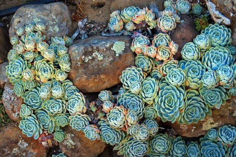  Chính nhờ sức sống mãnh liệt và vẻ đẹp độc đáo ấy, sen đá được coi là biểu tượng của sự may mắn, tài lộc và bình an. Theo quan niệm dân gian, sen đá có khả năng xua đuổi tà ma, mang lại năng lượng tích cực cho gia chủ. Ngoài ra, sen đá còn tượng trưng cho tình yêu bền chặt, sự kiên trì và ý chí vượt qua khó khăn. Ảnh minh họa gardenia 