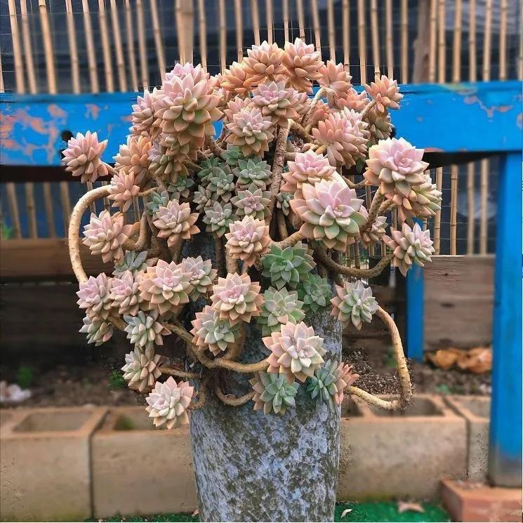  Cách chăm sóc cây cảnh sen đá tuyết trắng: Cây cảnh này là loài mọng nước ít cần chăm sóc và phát triển mạnh khi bị bỏ bê. Giống như hầu hết các loài xương rồng, chúng thích điều kiện nắng, ấm áp và chịu hạn cực kỳ tốt. Ảnh minh họa Toutiao 