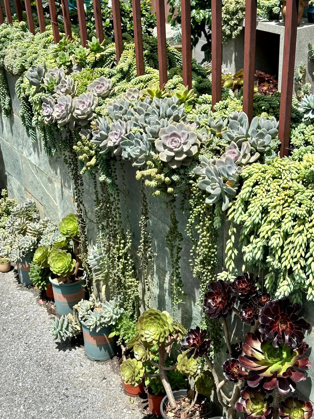 Có người nói rằng: "Tôi chi tiền cho nó, nó giúp tôi nâng đỡ tinh thần". Sen đá tuyết trắng giúp giảm stress, cải thiện sức khỏe tinh thần. Ảnh minh họa Toutiao 