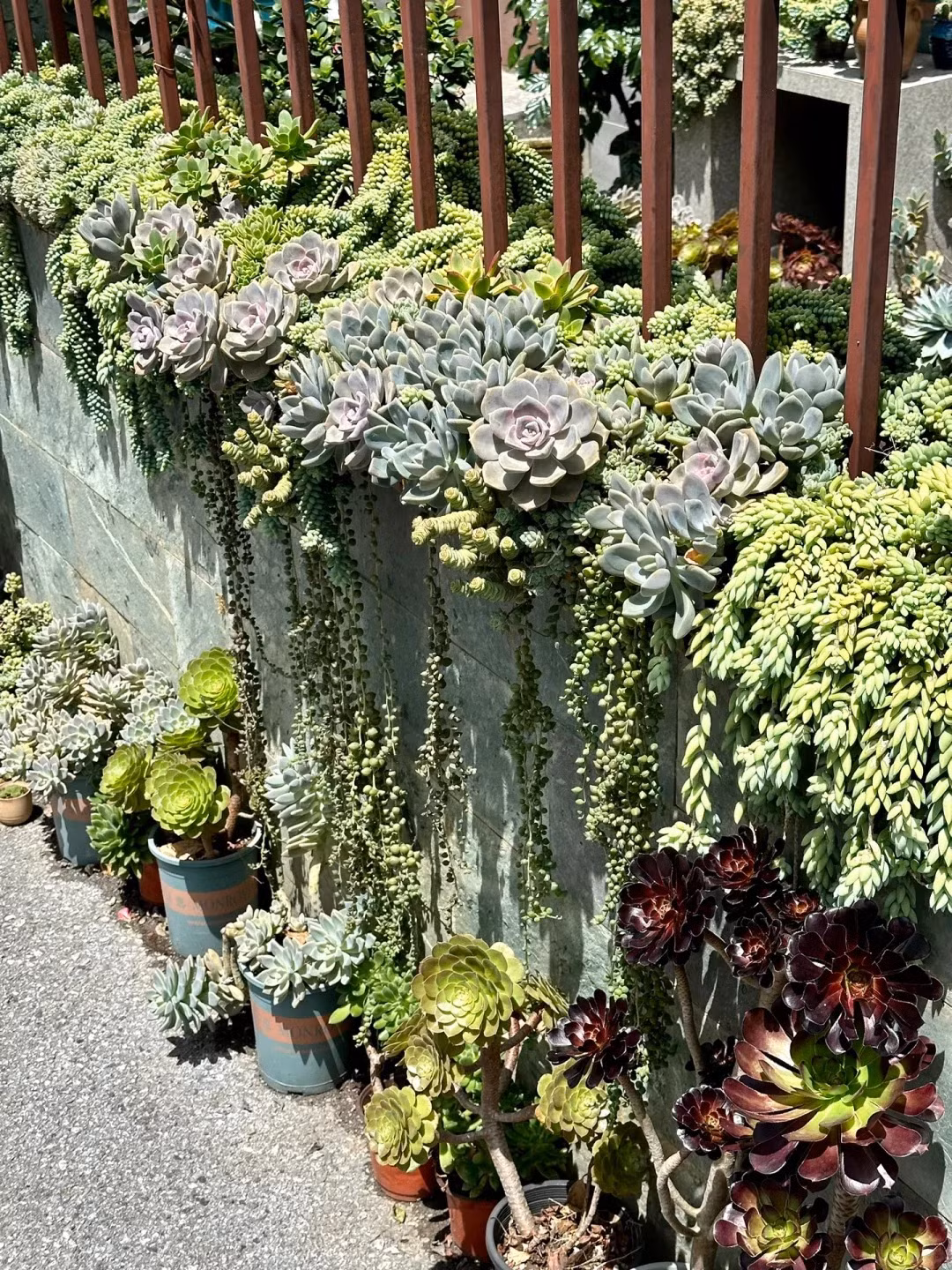 Có người nói rằng: "Tôi chi tiền cho nó, nó giúp tôi nâng đỡ tinh thần". Sen đá tuyết trắng giúp giảm stress, cải thiện sức khỏe tinh thần. Ảnh minh họa Toutiao 