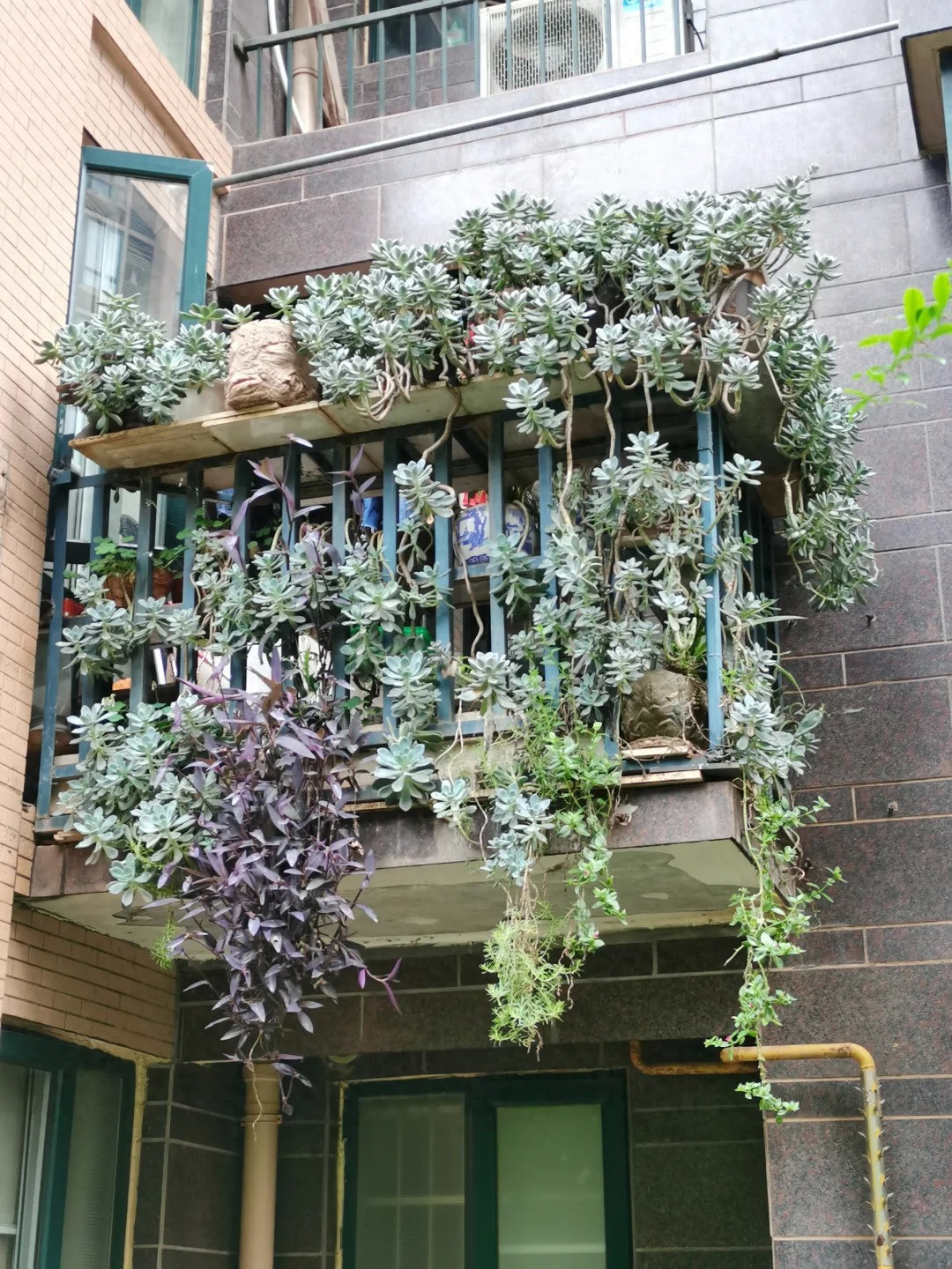  Những chiếc lá tuyết trắng như được phủ một lớp sương trắng trên bề mặt. Chúng giống như tác phẩm điêu khắc bằng đá, nhìn rất cứng cáp, trĩu nặng nhưng lại mang vẻ đẹp tinh tế, sinh động của người thợ bậc thầy thiên nhiên, khiến mọi người đều phải trầm trồ. Ảnh minh họa Toutiao