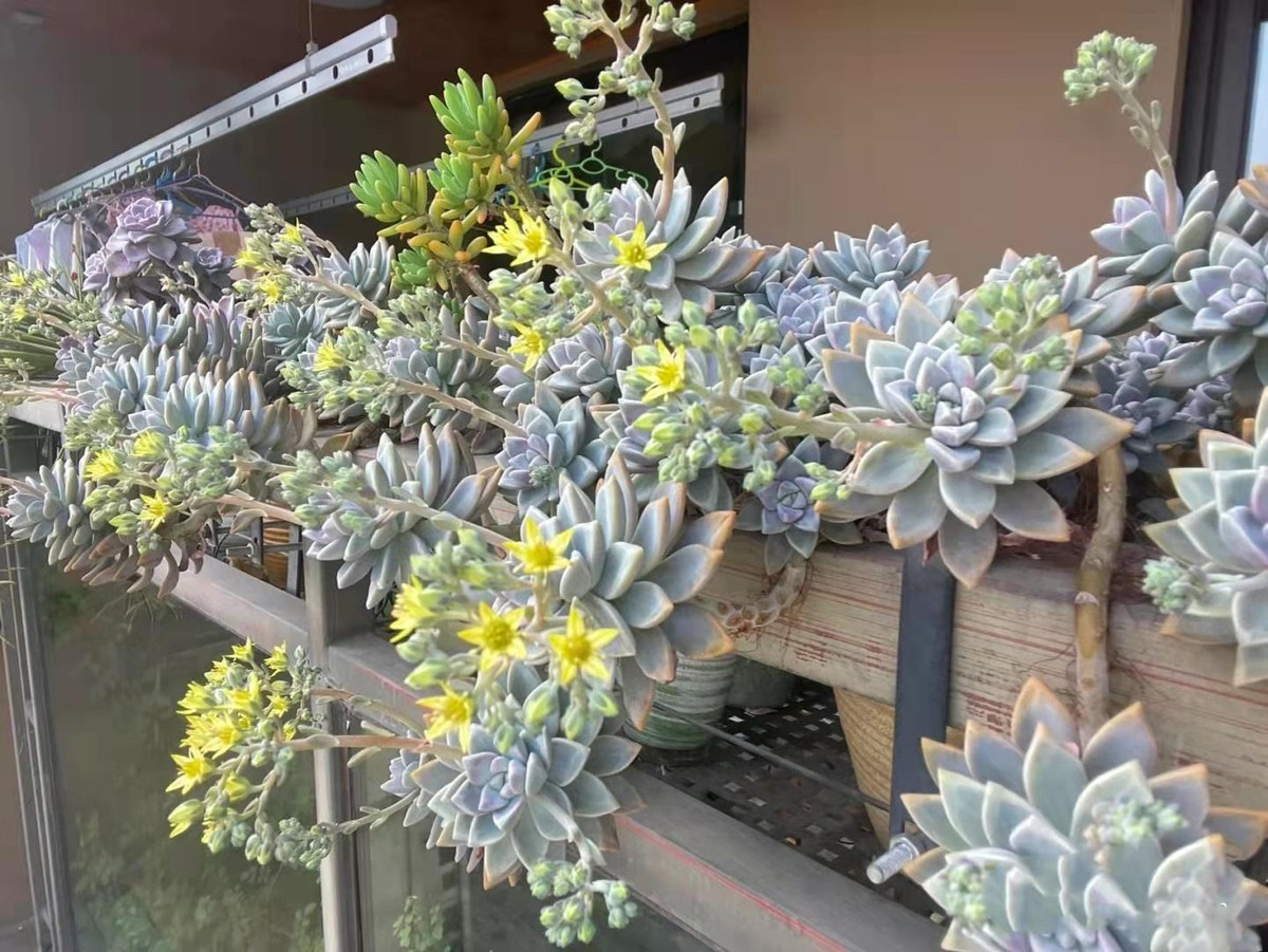  Ý nghĩa của cây cảnh sen đá tuyết trắng. Giống như nhiều loài sen đá khác, sen đá tuyết trắng có thể thích nghi và sống tốt trong nhiều ôi trường khắc nghiệt nên nó biểu tượng cho ý chí kiên cường, phấn đấu vươn lên trong cuộc sống. Ảnh minh họa Toutiao 