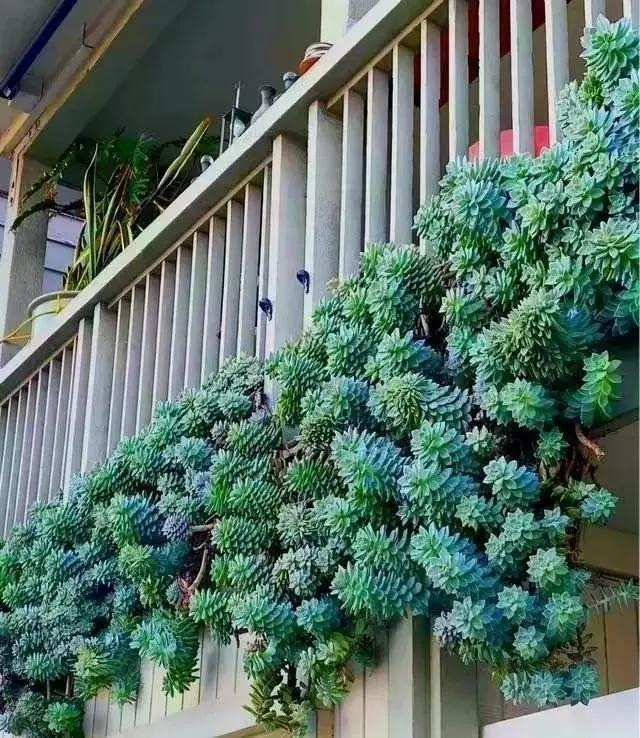 Những chiếc lá xếp thành hình những bông hoa cân đối, nổi bật, giống như những bông hồng làm bằng đá, ánh lên sắc xanh và màu xám bạc. Cây cảnh mọng nước đẹp tuyệt trần này rất ít cần được chăm sóc. Chúng được nhiều người yêu mến và trồng cho mình những cảnh quan ngoạn mục. Ảnh minh họa Toutiao 