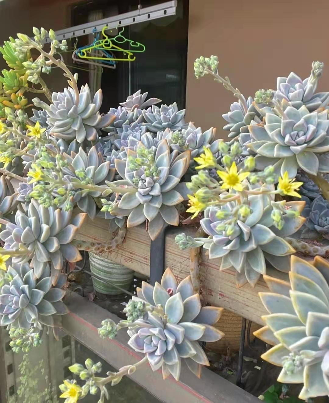  Nhiều người tin rằng, đặt một chậu sen đá trong nhà sẽ giúp gia đình luôn hòa thuận, êm ấm. Trong công việc, sen đá được xem như một lá bùa may mắn, giúp mọi điều suôn sẻ, thuận lợi.