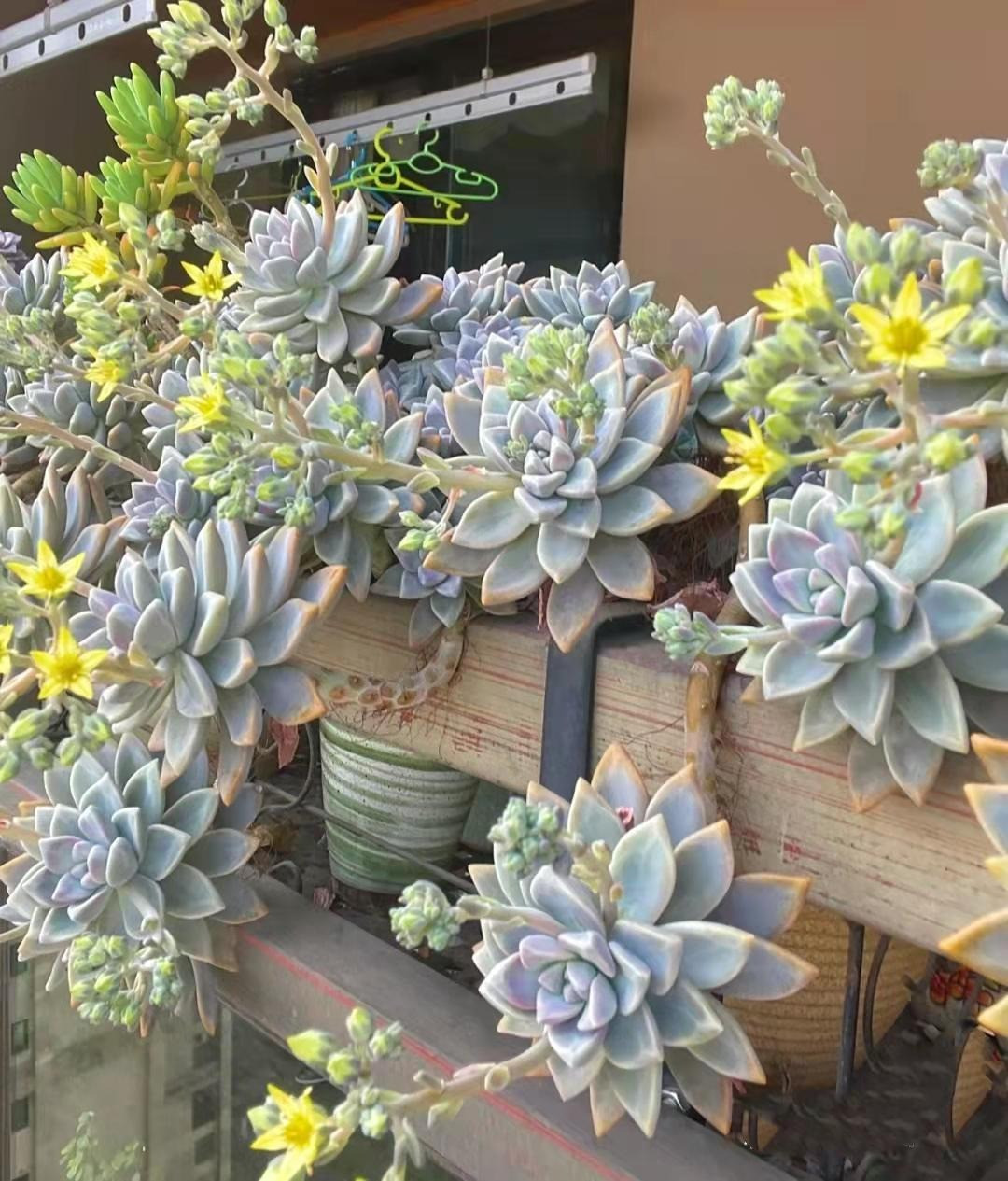  Ngoài ra, sen đá tuyết trắng còn có khả năng hấp thụ các chất độc hại trong không khí như formaldehyde, benzene, toluene,... giúp không gian sống trở nên trong lành và thoáng đãng.Ảnh minh họa Toutiao