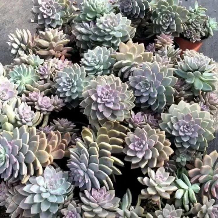  Ngắm nhìn những chậu sen đá xanh mướt, căng tràn sức sống mỗi ngày sẽ giúp bạn cảm thấy thư thái, giảm stress và cải thiện tâm trạng đáng kể. Màu xanh của sen đá còn có tác dụng làm dịu mắt, giảm mỏi mắt khi làm việc với máy tính quá lâu. Ảnh minh họa Toutiao 