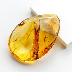 Một trong những đặc điểm nổi bật của hổ phách là khả năng bảo tồn các mẫu vật sinh học bên trong. Các mảnh hổ phách thường chứa các loài côn trùng, thực vật hoặc thậm chí là động vật nhỏ bị mắc kẹt trong nhựa cây hàng triệu năm trước. Điều này cung cấp cho các nhà khoa học những thông tin quý giá về hệ sinh thái và môi trường sống của Trái Đất trong quá khứ.(Ảnh:Etsy)