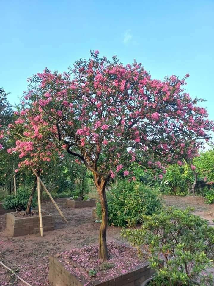 Người xưa còn cho rằng, trồng một cây tường vi trong sân nhà sẽ cải thiện phong thủy, giúp gia đình có “vận tài luôn chảy", đón năng lượng tím đến từ phương Đông, mang theo quý nhân, giúp sự nghiệp thuận lợi, cuộc sống suôn sẻ, may mắn.