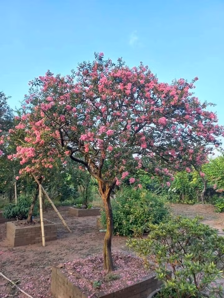 Người xưa còn cho rằng, trồng một cây tường vi trong sân nhà sẽ cải thiện phong thủy, giúp gia đình có “vận tài luôn chảy", đón năng lượng tím đến từ phương Đông, mang theo quý nhân, giúp sự nghiệp thuận lợi, cuộc sống suôn sẻ, may mắn.