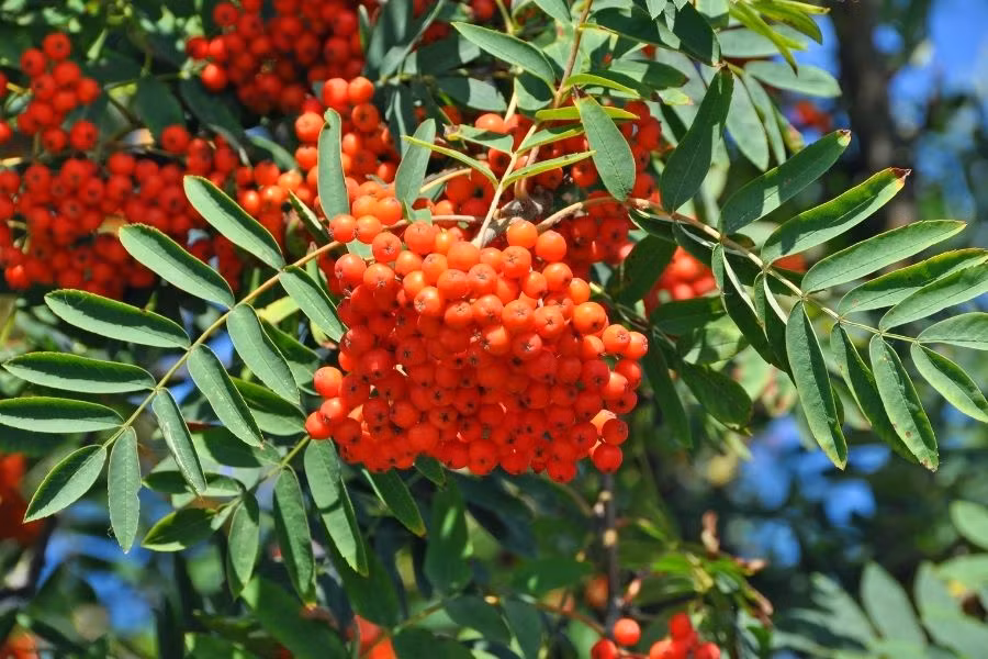 Thanh lương trà là một loài cây trong vườn tuyệt vời để " ngắm lá , hoa và quả ". Quả của cây thanh lương trà có màu đỏ rực rỡ, tồn tại rất lâu trên cây nên người xưa tin rằng nó có tác dụng xua đuổi ma quỷ và xui xẻo. Ngoài ra, cây thanh lương trà còn tượng trưng cho tình yêu và sự may mắn.