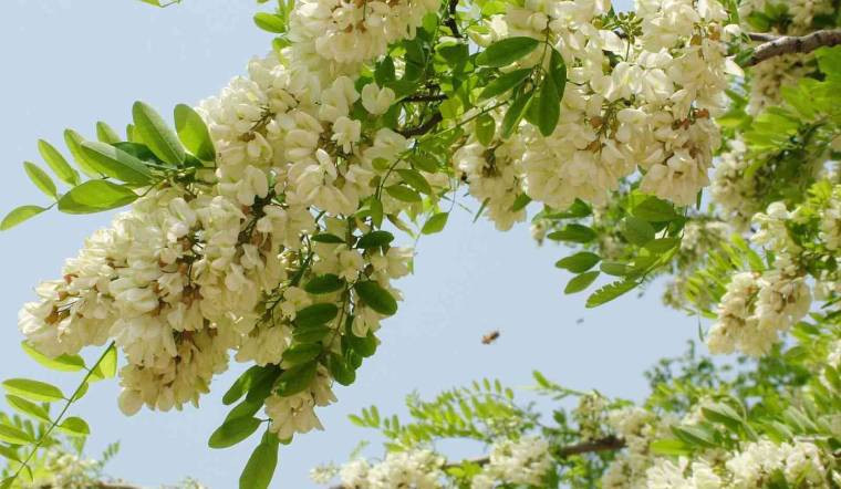 Hoa hòe màu trắng tinh khiết, dùng để pha trà có lợi cho sức khỏe, hương hoa tươi mát có khả năng thanh lọc không khí. Trồng cây cảnh này trong vườn sẽ khiến bạn có cảm giác như đang tắm mình trong gió xuân. Cây cảnh này tượng trưng cho sự giàu sang, may mắn. Người xưa cho rằng, trong nhà có cây hòe thì điều tốt lành sẽ tự nhiên đến. 