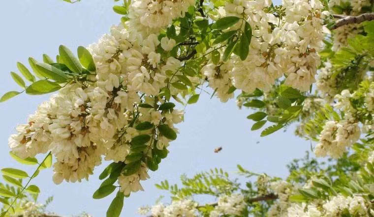 Hoa hòe màu trắng tinh khiết, dùng để pha trà có lợi cho sức khỏe, hương hoa tươi mát có khả năng thanh lọc không khí. Trồng cây cảnh này trong vườn sẽ khiến bạn có cảm giác như đang tắm mình trong gió xuân. Cây cảnh này tượng trưng cho sự giàu sang, may mắn. Người xưa cho rằng, trong nhà có cây hòe thì điều tốt lành sẽ tự nhiên đến. 