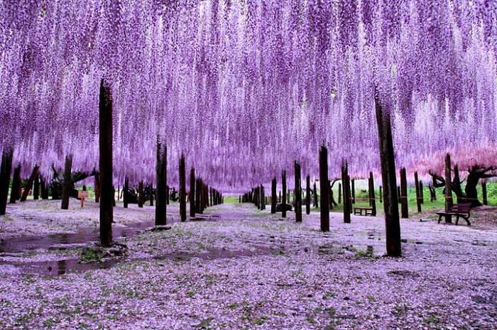  Hoa tử đằng không chỉ quyến rũ mà còn có mùi thơm dễ chịu, càng tăng thêm sức hấp dẫn của cây cảnh này. Theo người xưa, hoa tử đằng có một ý nghĩa đẹp đẽ, cũng tượng trưng cho “khí tím đến từ phương đông” và mang đến cho con người biểu tượng của sự may mắn, thu hút qúy nhân. 