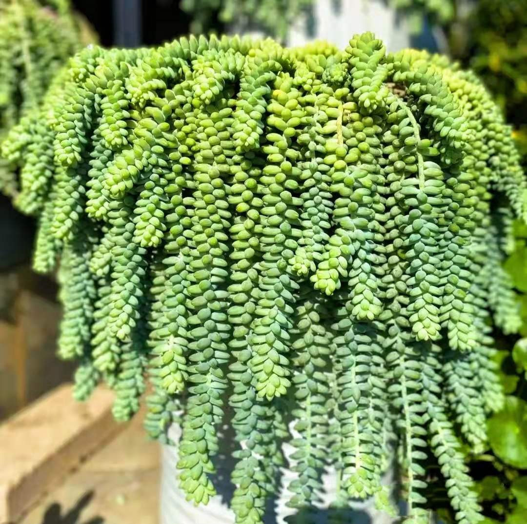 Thân cây có dạng chuỗi dài, mảnh, màu xanh non, từ nhánh mọc ra chùm hạt tròn như viên bi nhỏ, mọng nước. Lá cây mập mạp, tròn hình viên ngọc, màu xanh non, xếp thành chuỗi dài trên cành chính. Ảnh minh họa Toutiao 