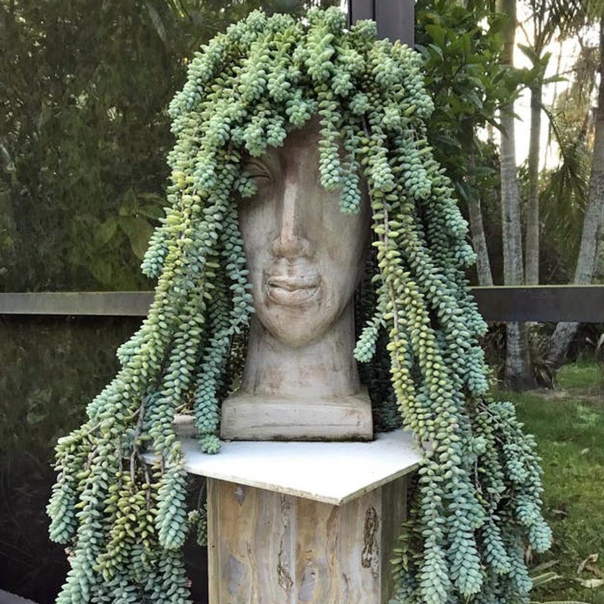  Bạn cũng cần phải lưu ý, tuy tên gọi có chút trùng nhau, nhưng cây cảnh sen đá chuỗi ngọc - đuôi lừa (Sedum morganianum) này khác với sen đá chuỗi ngọc - tràng hạt (Senecio rowleyanus). Cây cảnh này là một loại cây mọng nước phổ biến với những hàng lá hình giọt nước, nhiều thịt, có màu xanh lam. Ảnh minh họa mountaincrestgardens 