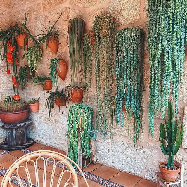  Ý nghĩa phong thủy của cây cảnh sen đá chuỗi ngọc: Loài cây này tượng trưng cho ý chí kiên cường, bền bỉ, sẵn sàng vươn lên trong cuộc sống. Màu xanh đẹp mắt của lá sen đá còn tượng trưng cho tình yêu và tình bạn trong sáng, thuần khiết, không vụ lợi, là biểu tượng của tình cảm keo sơn, gắn bó, chung thủy của đôi lứa. Ảnh minh họa igiardinidiellis 