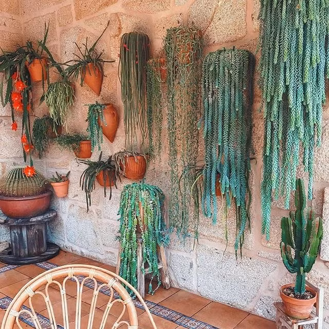  Ý nghĩa phong thủy của cây cảnh sen đá chuỗi ngọc: Loài cây này tượng trưng cho ý chí kiên cường, bền bỉ, sẵn sàng vươn lên trong cuộc sống. Màu xanh đẹp mắt của lá sen đá còn tượng trưng cho tình yêu và tình bạn trong sáng, thuần khiết, không vụ lợi, là biểu tượng của tình cảm keo sơn, gắn bó, chung thủy của đôi lứa. Ảnh minh họa igiardinidiellis 