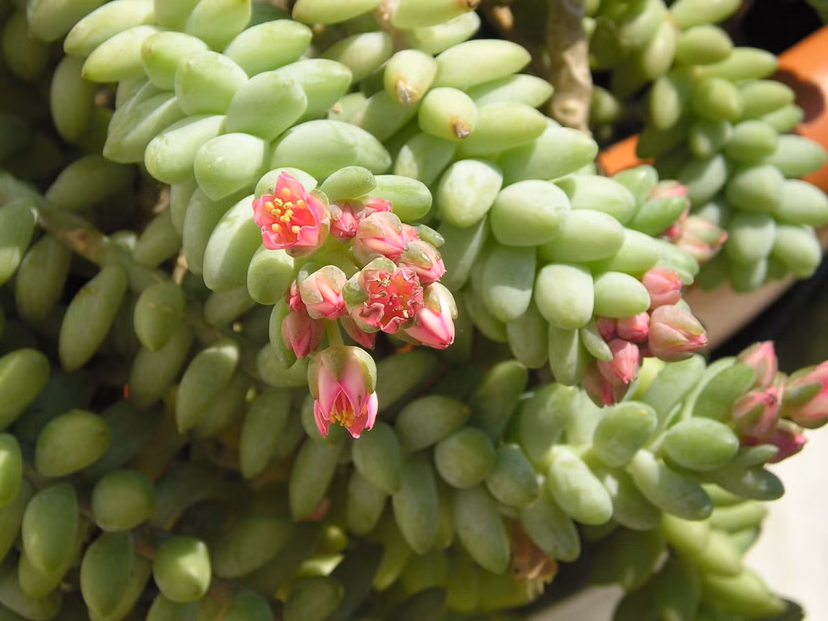 Trong nhà, cây mọng nước có thể được trồng và nhân giống rất dễ dàng quanh năm bằng cách giâm cành hoặc đặt một chiếc lá rụng trên mặt đất, trong khi ở ngoài trời, tốt nhất nên trồng nó vào đầu mùa xuân. Ảnh minh họa knowyourweeds