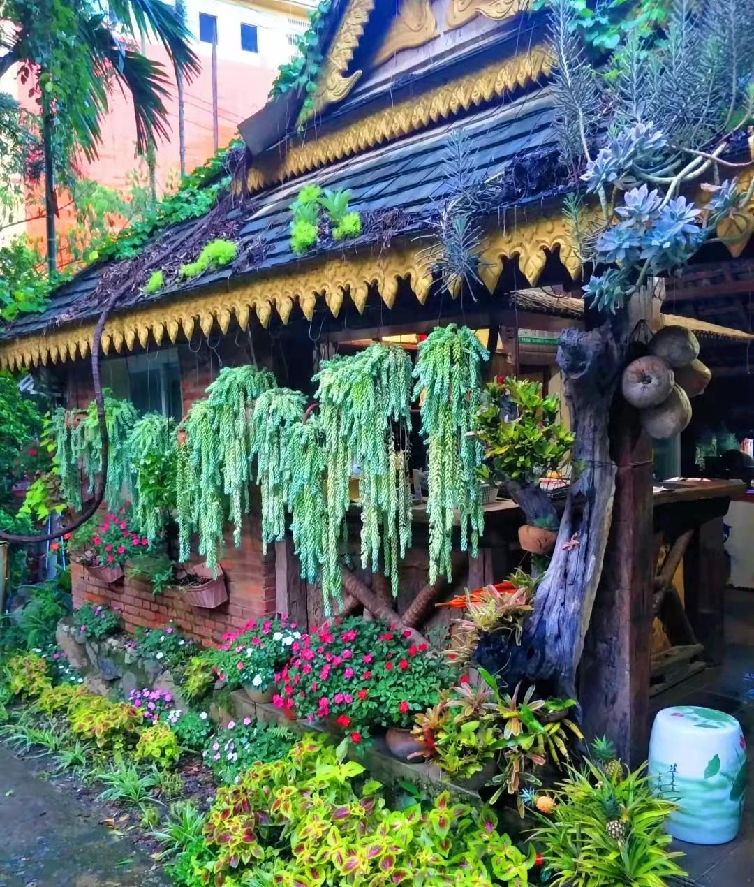 Giá trị của cây cảnh sen đá chuỗi ngọc: Cây cảnh này được dùng để trang trí không gian sống giúp bạn trang trí bàn làm việc hay các kệ trở nên đẹp hơn. Giống như các cây sen đá hay xương rồng khác, cây cảnh này giúp thanh lọc không khí, giúp hút hết các khí độc trong nhà, mang lại bầu không khí sạch và thoáng mát. Ảnh minh họa Toutiao 