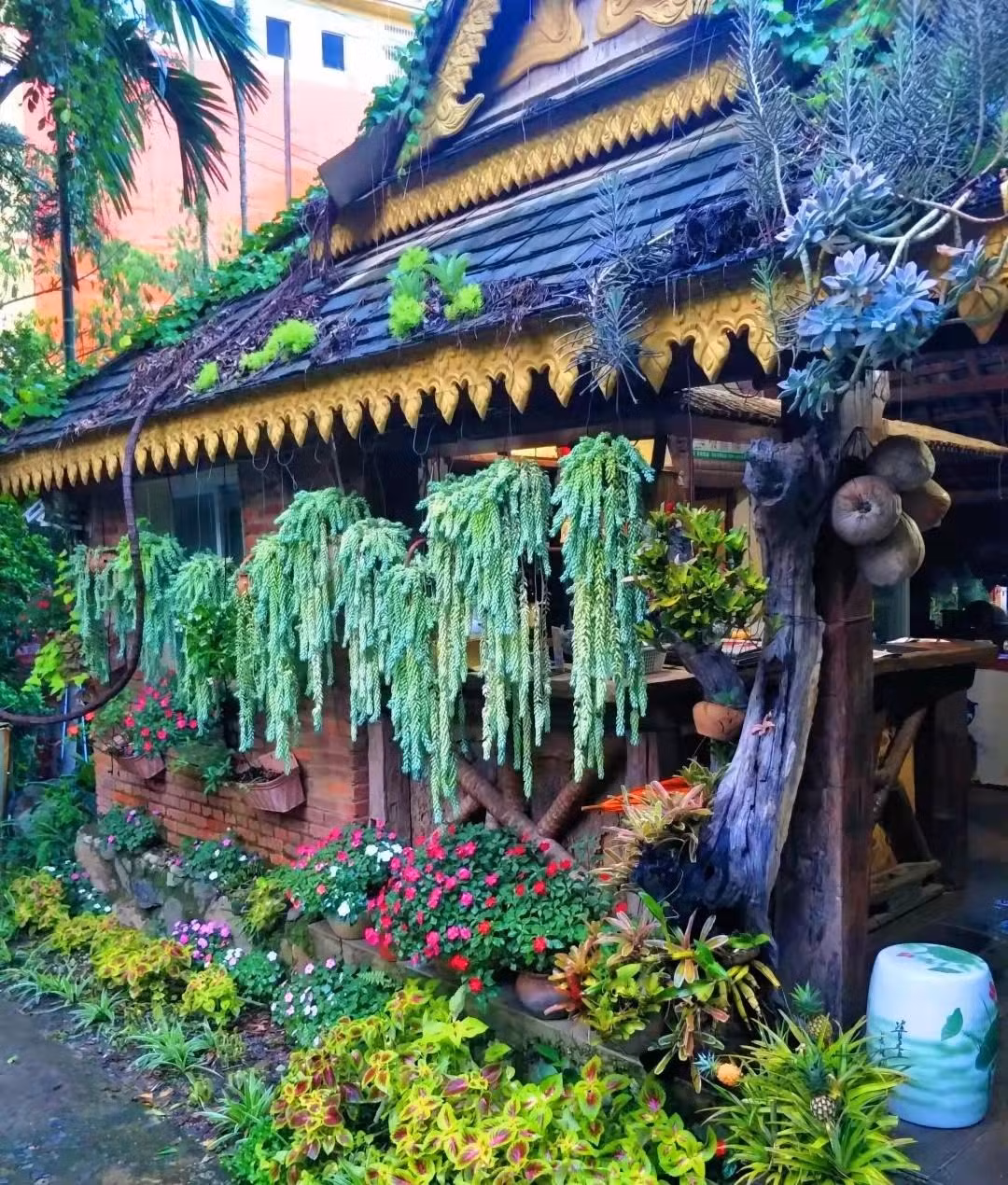 Giá trị của cây cảnh sen đá chuỗi ngọc: Cây cảnh này được dùng để trang trí không gian sống giúp bạn trang trí bàn làm việc hay các kệ trở nên đẹp hơn. Giống như các cây sen đá hay xương rồng khác, cây cảnh này giúp thanh lọc không khí, giúp hút hết các khí độc trong nhà, mang lại bầu không khí sạch và thoáng mát. Ảnh minh họa Toutiao 