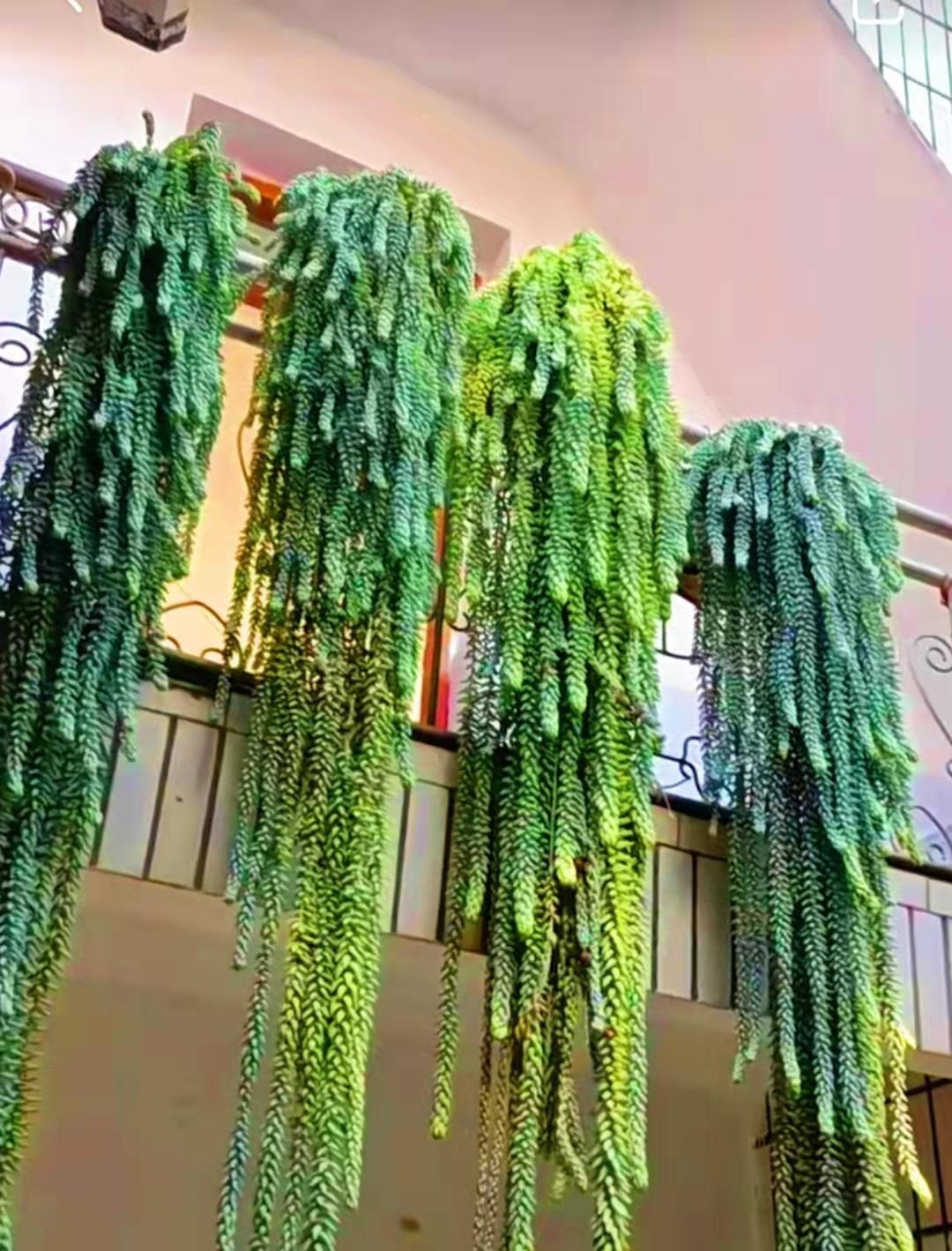  Cây cảnh này cũng giúp hạn chế được sự ảnh hưởng của các tia bức xạ từ các thiết bị điện tử. Do đó, bạn nên đặt chúng trên bàn làm việc để cây phát huy công dụng này. Loài cây này đem đến cho bạn cảm giác gần gũi với thiên nhiên, tránh được những âu lo căng thẳng, mang đến cho bạn một nguồn năng lượng tích cực để làm việc hiệu quả hơn. Ảnh minh họa Toutiao 