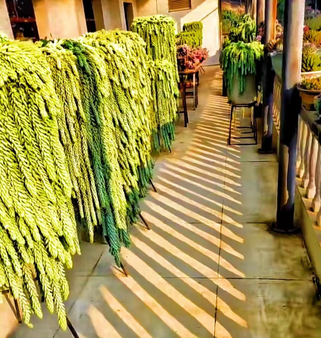  Đặc điểm của cây cảnh sen đá chuỗi ngọc: Sen đá chuỗi ngọc có nhiều tên gọi khác như sen đá chuỗi ngọc bi, tràng ngọc hạt hay tràng ngọc thạch. Có lẽ mọi người gọi nó theo những liên tưởng của họ về những chiếc lá thú vị của chúng. Ảnh minh họa Toutiao 