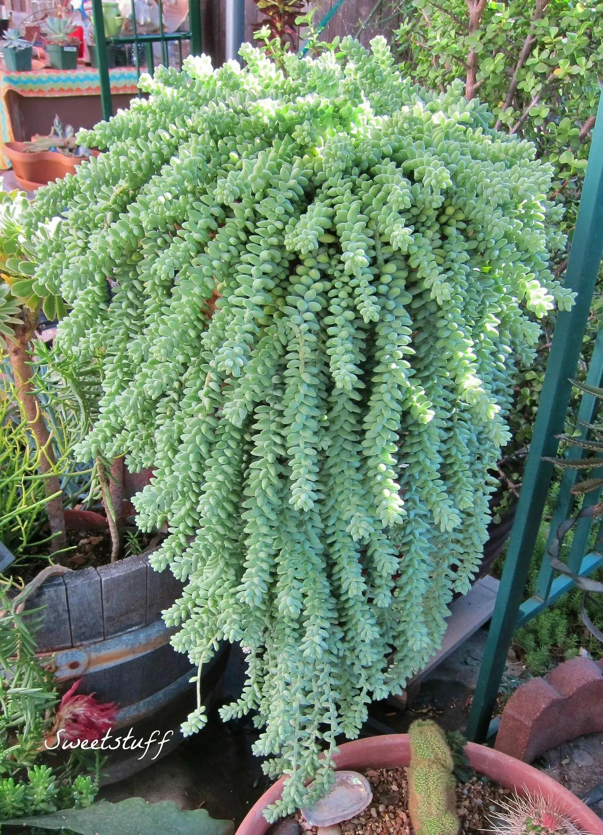  Cây cảnh này béo mập, mũm mĩm, dễ thương và làm tan chảy trái tim mọi người. Nó trông rất thuần khiết, màu xanh nhạt, lá tròn và đầy đặn, giống như những viên ngọc trang nhã và đẹp mắt. Khi cây cảnh sen đã chuỗi ngọc của bạn trưởng thành, nó sẽ rủ xuống tạo thành một rèm của xanh lá cây, lại giống như thác nước xinh đẹp, đáng yêu. Ảnh minh họa Toutiao 