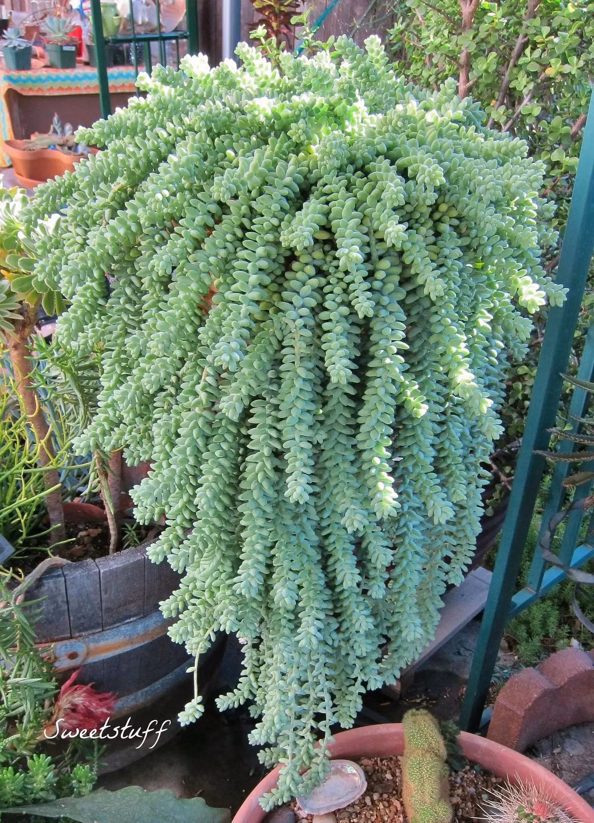  Cây cảnh này béo mập, mũm mĩm, dễ thương và làm tan chảy trái tim mọi người. Nó trông rất thuần khiết, màu xanh nhạt, lá tròn và đầy đặn, giống như những viên ngọc trang nhã và đẹp mắt. Khi cây cảnh sen đã chuỗi ngọc của bạn trưởng thành, nó sẽ rủ xuống tạo thành một rèm của xanh lá cây, lại giống như thác nước xinh đẹp, đáng yêu. Ảnh minh họa Toutiao 