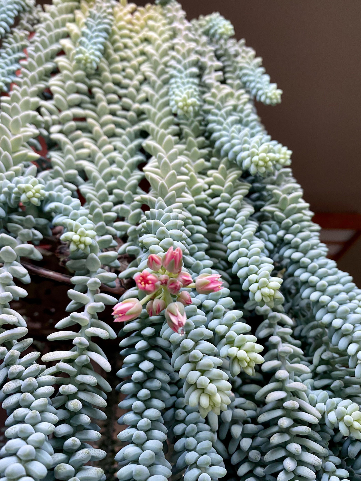  Nếu được chăm sóc đúng cách và có môi trường phù hợp, cây cảnh này có thể phát triển mập mạp, rủ những cành dài 1-2 m, tựa như thác nước xanh đẹp mắt, tươi mát và ngây thơ. Hoa của cây cảnh này màu đỏ hoặc hồng có thể nở vào cuối mùa hè, mặc dù cây hiếm khi nở hoa trong nhà. Ảnh minh họa reddit 