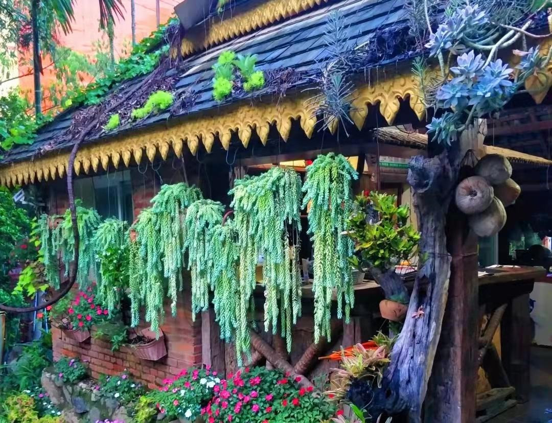  Đáng buồn cười là tên tiếng Anh của cây cảnh này vô cùng dân dã, mộc mạc vì người ta liên tưởng chúng với đuôi lừa hoặc đuôi cừu (burro's tail, donkey tail, burro's tail, lamb's tail). Tên khoa học của cây cảnh này là Sedum morganianum, thuộc gia đình Crassulaceae. Ảnh minh họa Toutiao 