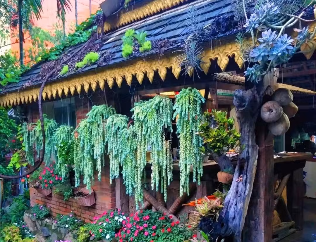  Đáng buồn cười là tên tiếng Anh của cây cảnh này vô cùng dân dã, mộc mạc vì người ta liên tưởng chúng với đuôi lừa hoặc đuôi cừu (burro's tail, donkey tail, burro's tail, lamb's tail). Tên khoa học của cây cảnh này là Sedum morganianum, thuộc gia đình Crassulaceae. Ảnh minh họa Toutiao 