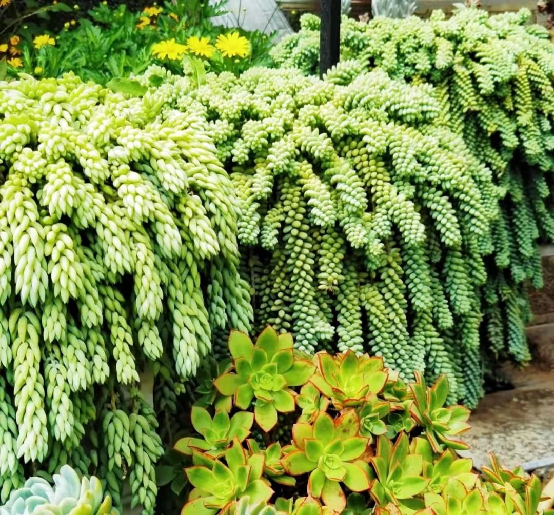  Chúng có nguồn gốc từ Honduras và Mexico, mẫu vật trưởng thành của cây đuôi lừa phát triển chậm và ổn định nhưng có thể đạt chiều dài lên tới 1-2m trong thời gian sáu năm. Ảnh minh họa Toutiao