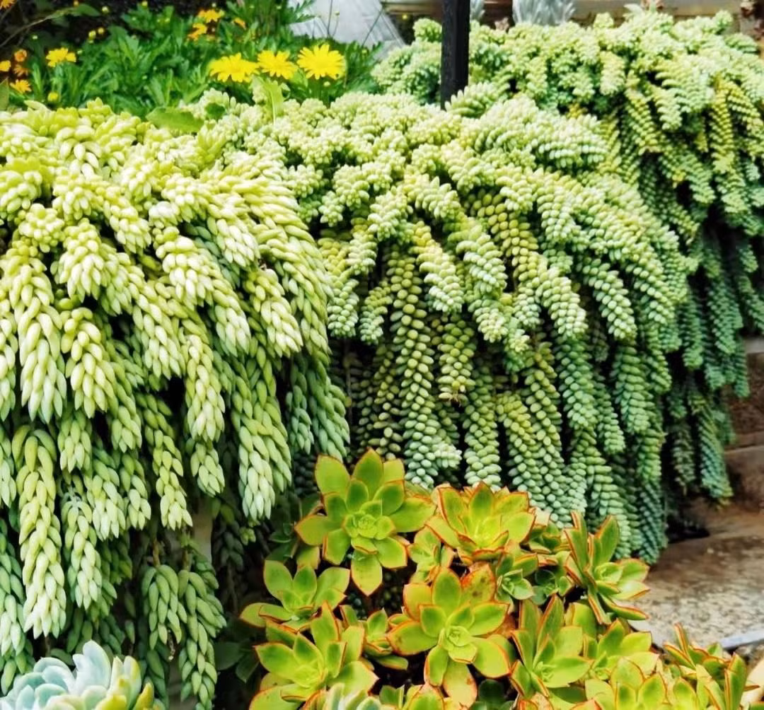  Chúng có nguồn gốc từ Honduras và Mexico, mẫu vật trưởng thành của cây đuôi lừa phát triển chậm và ổn định nhưng có thể đạt chiều dài lên tới 1-2m trong thời gian sáu năm. Ảnh minh họa Toutiao