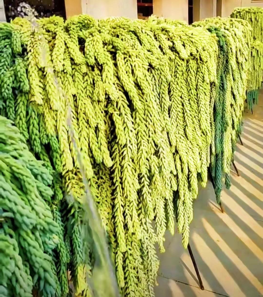  Cây đuôi lừa an toàn và được coi là không độc hại đối với người hoặc vật nuôi. Chúng được trồng phổ biến nhất làm cây trồng trong chậu, thường được treo làm mẫu treo rất đẹp mắt. Ảnh minh họa Toutiao