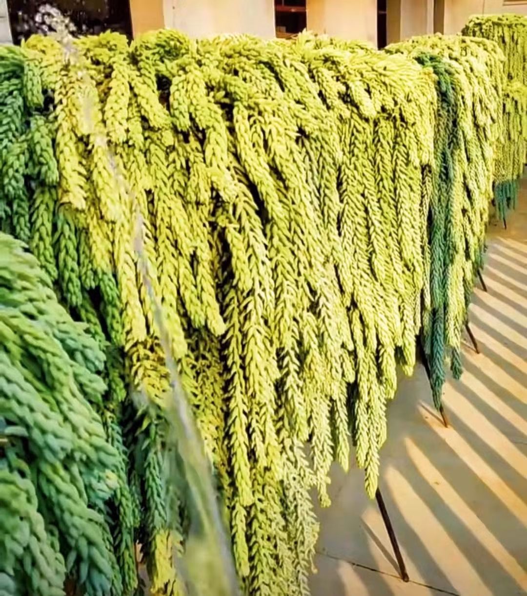  Cây đuôi lừa an toàn và được coi là không độc hại đối với người hoặc vật nuôi. Chúng được trồng phổ biến nhất làm cây trồng trong chậu, thường được treo làm mẫu treo rất đẹp mắt. Ảnh minh họa Toutiao